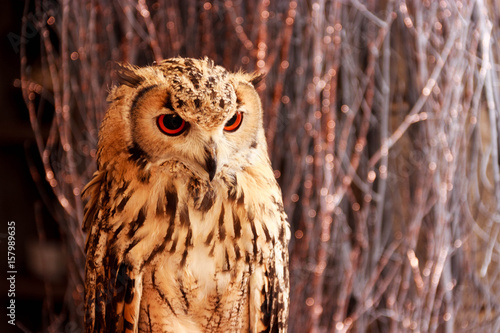 Canvastavla Hazel, the Eurasian eagle owl, stares intently on the Royal Mile in Edinburgh, S