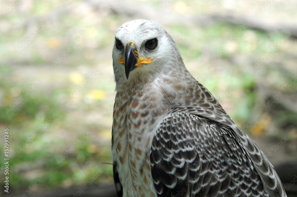 Fototapeta premium Eagle.