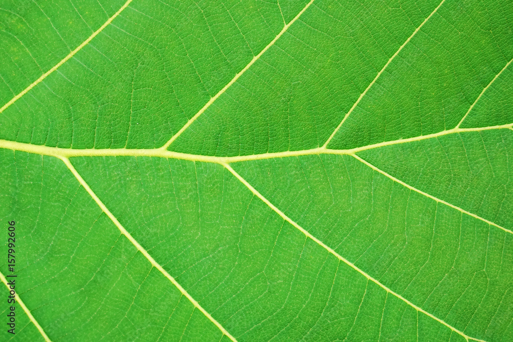 close up green leaf texture background, nature and ecology concept close up green leaf texture background, nature and ecology concept
