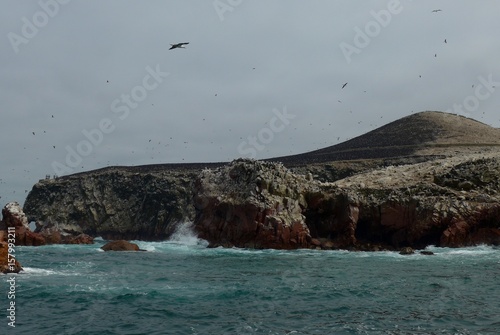 A large sunning of cormorants on an open headland of the Pacific coast. 