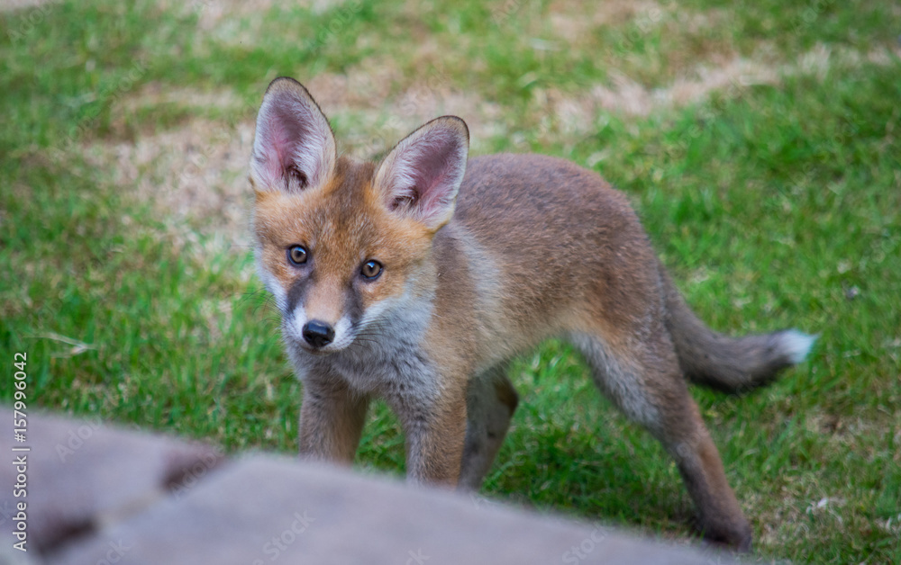 Fototapeta premium Fox cub