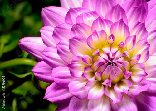 Photo Dahlia Beauty, pink, white, and yellow highlights close-up