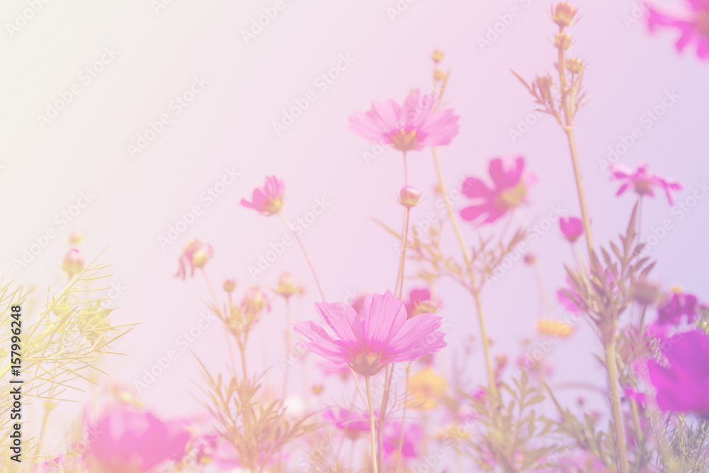 Cosmos beauty flowers