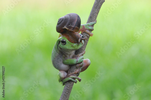 frog, tree frog, snails, dumpy frog