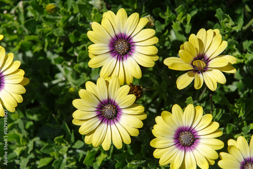 yellow African Daisy flower yellow African Daisy flower