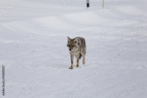 Coyote, Winter, Yellowstone NP © Jerry