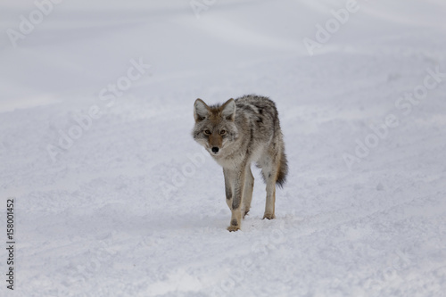 Coyote  Winter  Yellowstone NP
