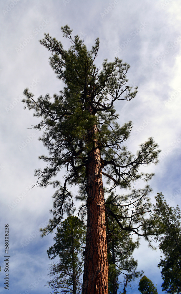 Pine Tree/Pine tree backed by a cloudy sky Pine Tree/Pine tree backed by a cloudy sky