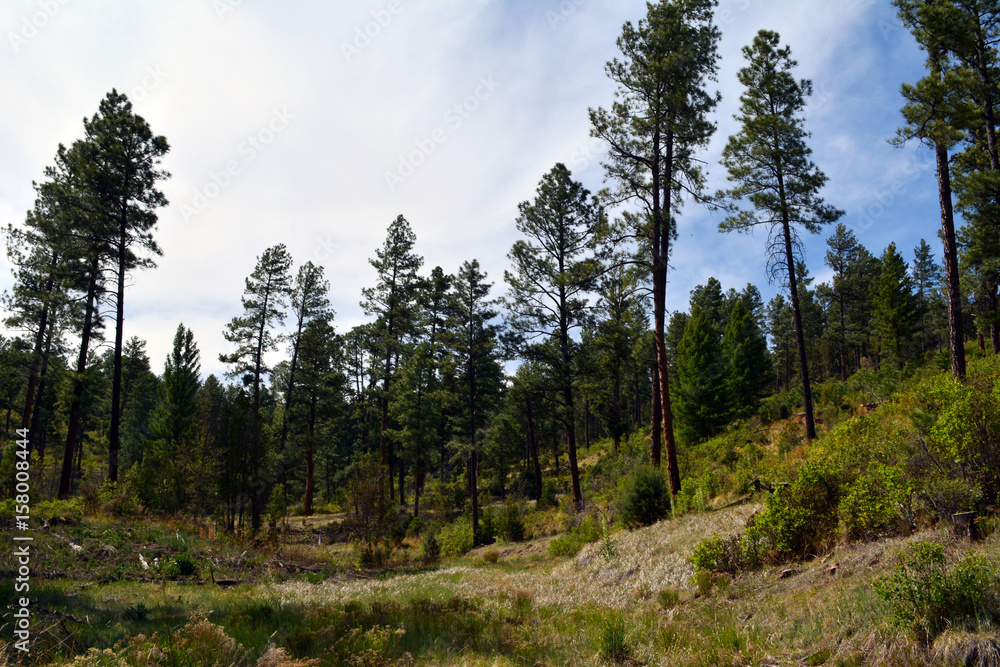 Pine Trees Hill/Pine trees line a hillside Pine Trees Hill/Pine trees line a hillside