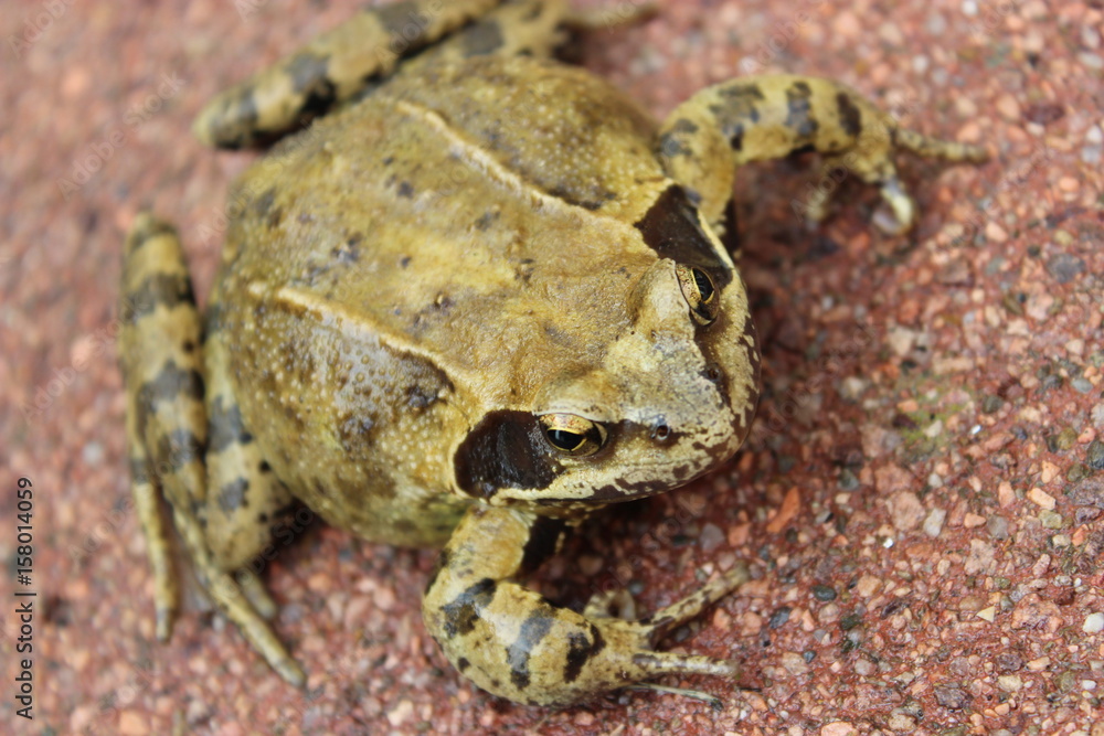 Fototapeta premium gefleckte Kröte auf Sandsteinboden