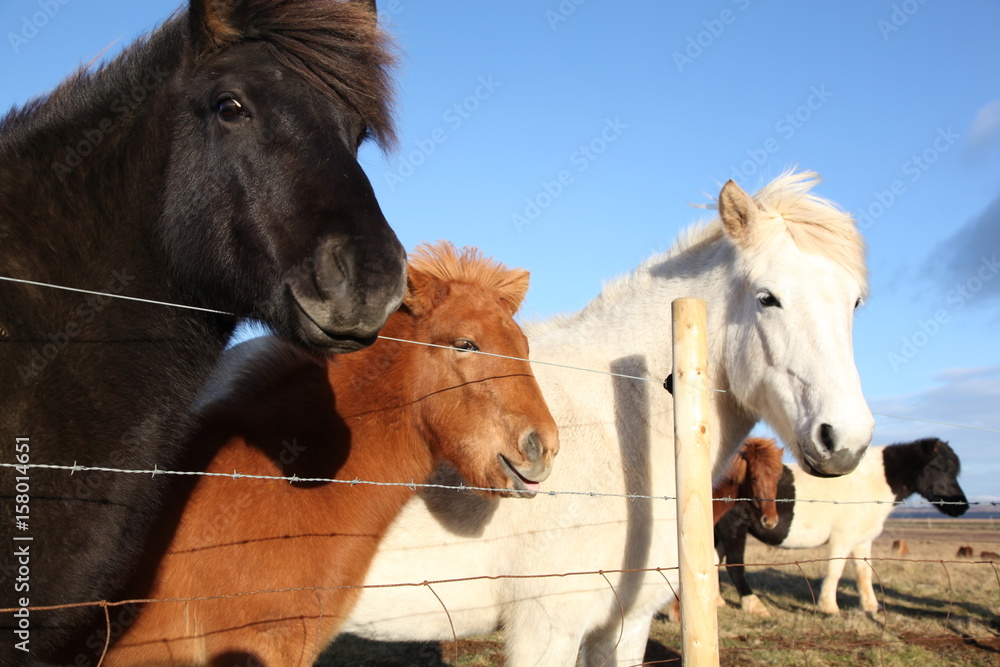 Friendly Icelandic horses against fence
