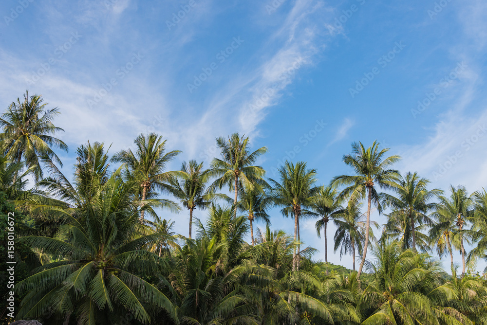 coconut palm tree on the beach of thailand, coconut tree with blur sky on the beach for summer concept background.