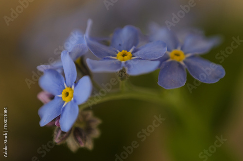 Нежные свежие незабудки (цветы) © dromanov
