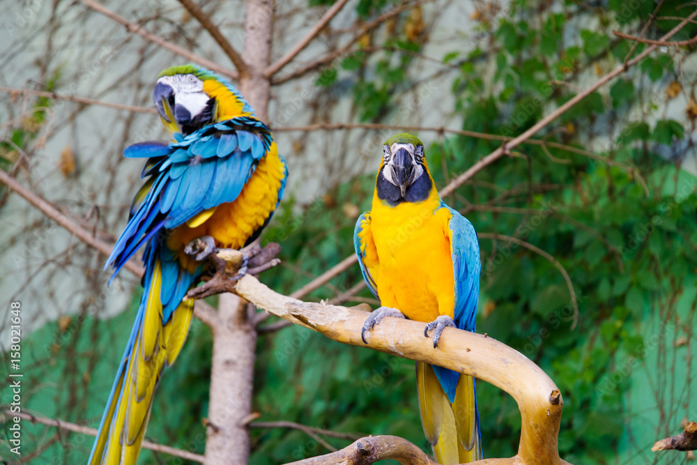 Parrot on the Tree Stock Photo | Adobe Stock
