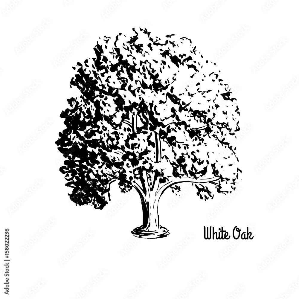 white oak tree drawing