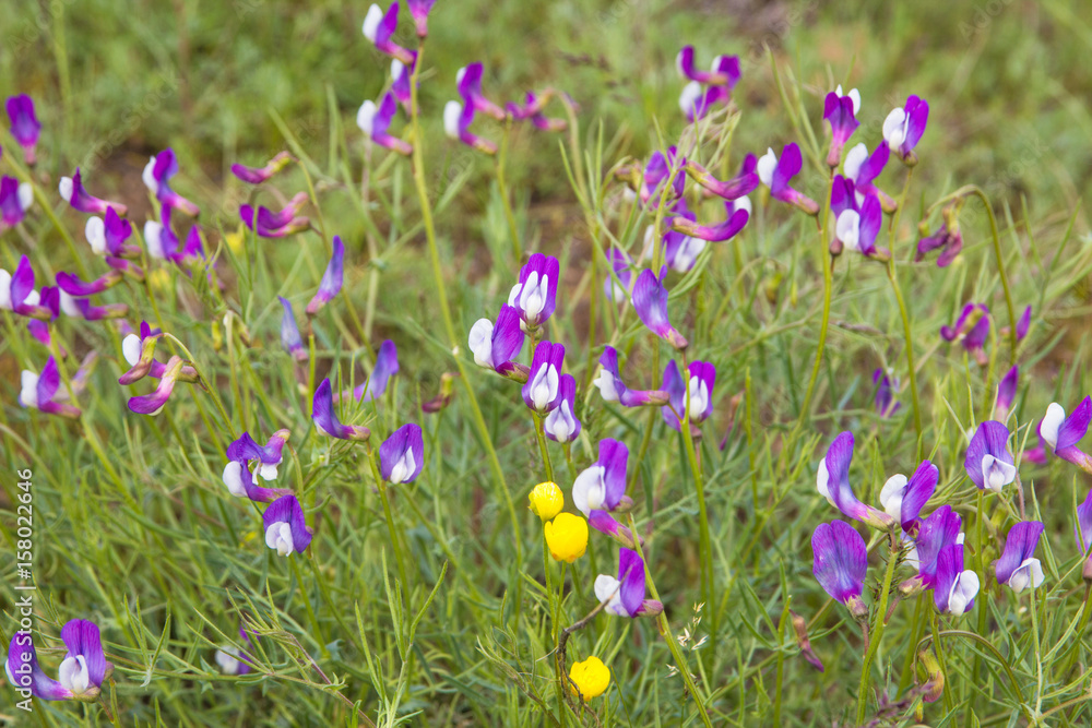 Violet flowers at the field. Steppe flowers, Almaty, Kazakhstan Violet flowers at the field. Steppe flowers, Almaty, Kazakhstan