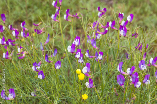 Violet flowers at the field. Steppe flowers, Almaty, Kazakhstan