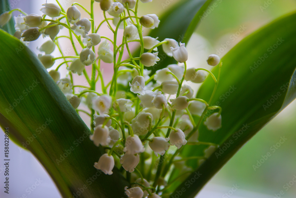 Obraz premium Lilies of the valley in spring. Beautiful bouquet of flowers may-lily