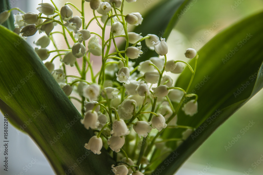 Obraz premium Lilies of the valley in spring. Beautiful bouquet of flowers may-lily