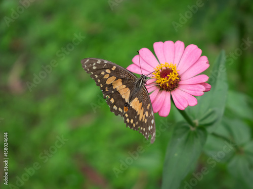 Butterfly on the Zinnia flower © Wuttisit