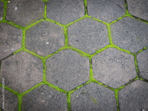 Texture of pavement tile, Growing of small plant on brick walkway
