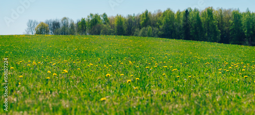 Springtime field with dandelion flowers on bright sunny day, selective focus