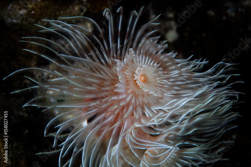 Abstract of Feather Duster Worm Underwater