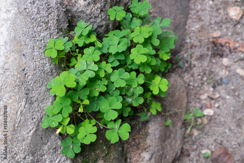 green leave clover green leave clover