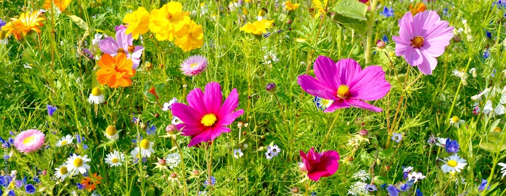 Wunschmotiv: Sommerblumen - bunte Blumenwiese Hintergrund Banner #158031256