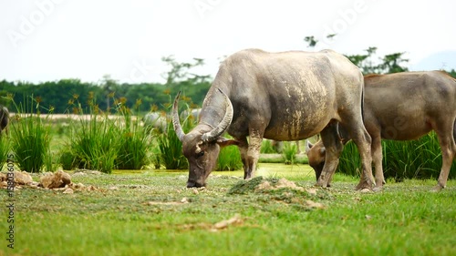 Lifestyleof the buffaloes, live outside the city. Everyday routine is swimming, sunbathing and eating grass. In the agricultural or livestock concepts. photo