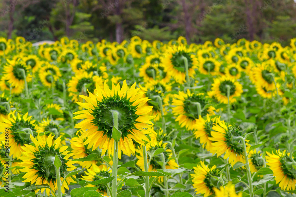 Fototapeta premium Sunflower field