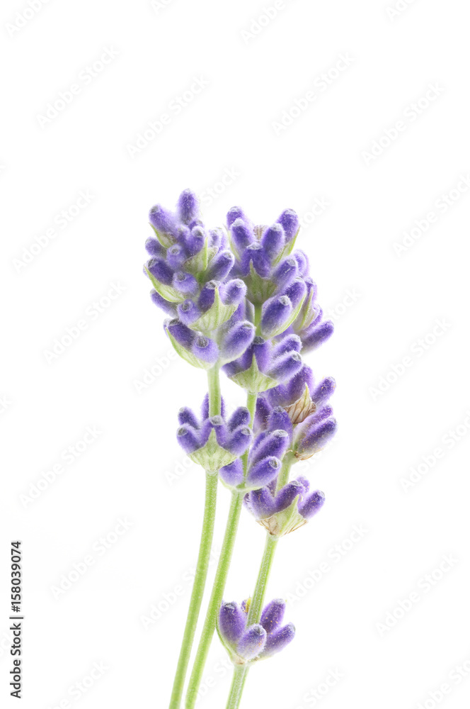 Naklejka premium flowers of lavender on a white background