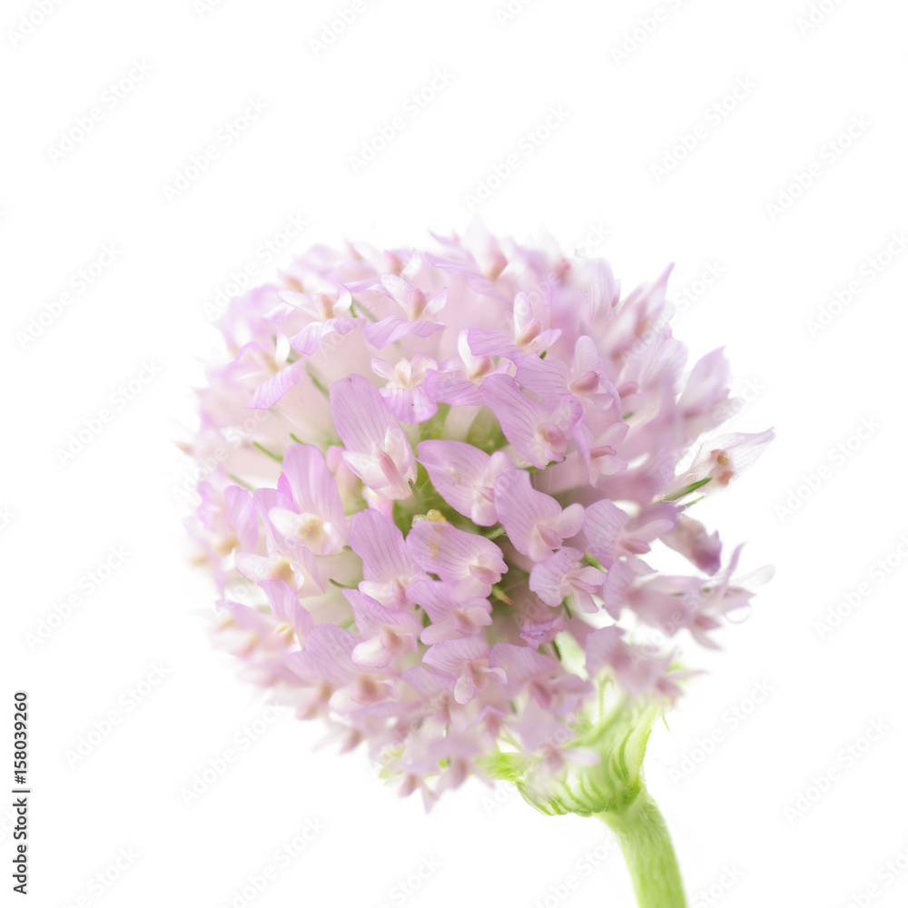 flower of clover on a white background flower of clover on a white background