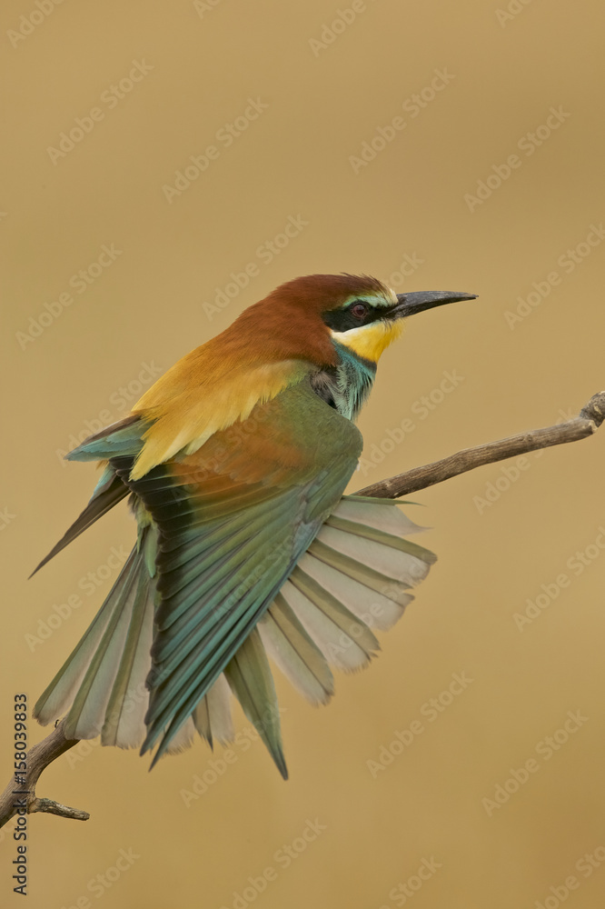Obraz premium European bee-eater (Merops apiaster) stretching a wing