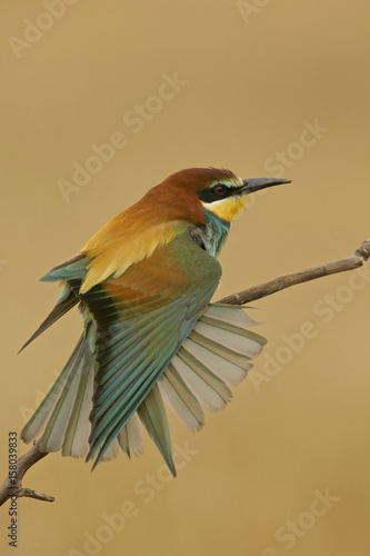 European bee-eater (Merops apiaster) stretching a wing