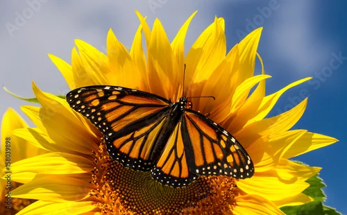 Fototapeta na wymiar Monarch Butterfly on Sunflower