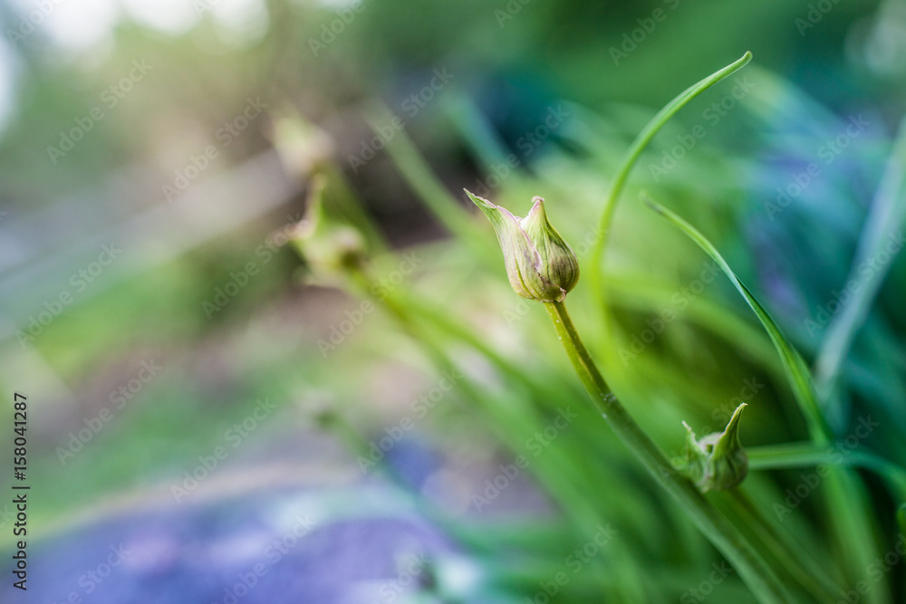 green onion. flowering onions. fresh herbs. green grass. tender lilac morning. inflorescence of garlic green onion. flowering onions. fresh herbs. green grass. tender lilac morning. inflorescence of garlic