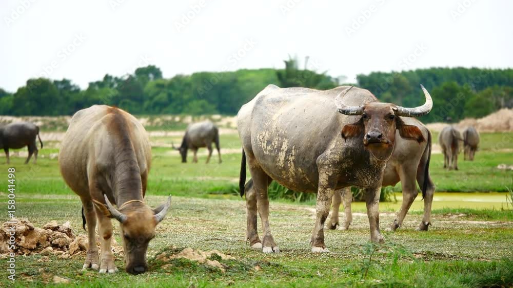 Lifestyleof the buffaloes, live outside the city. Everyday routine is swimming, sunbathing and eating grass. In the agricultural or livestock concepts. Lifestyleof the buffaloes, live outside the city. Everyday routine is swimming, sunbathing and eating grass. In the agricultural or livestock concepts.