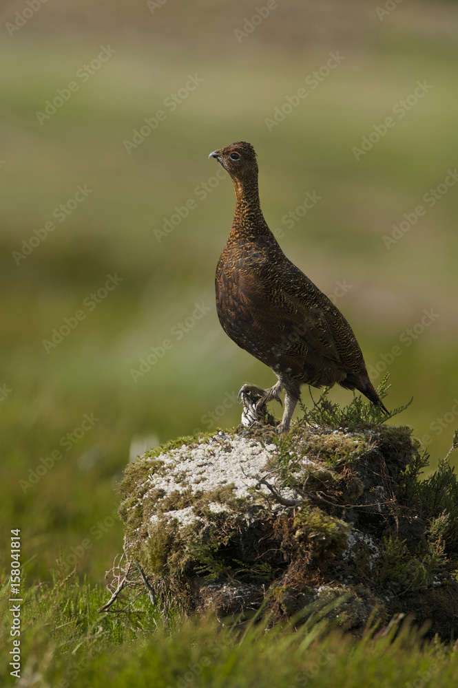 Red Grouse (Lagopus lagopus scoticus) Yorkshire Dales UK Red Grouse (Lagopus lagopus scoticus) Yorkshire Dales UK