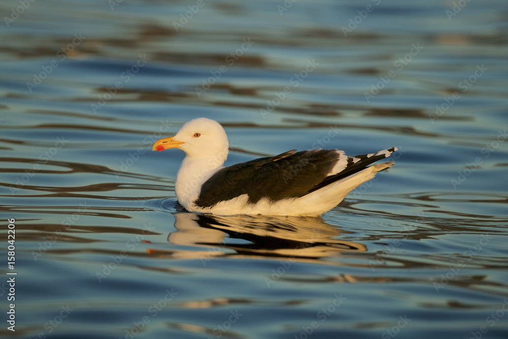 Lesser black-backed gull (Larus fuscus) floating on the surface