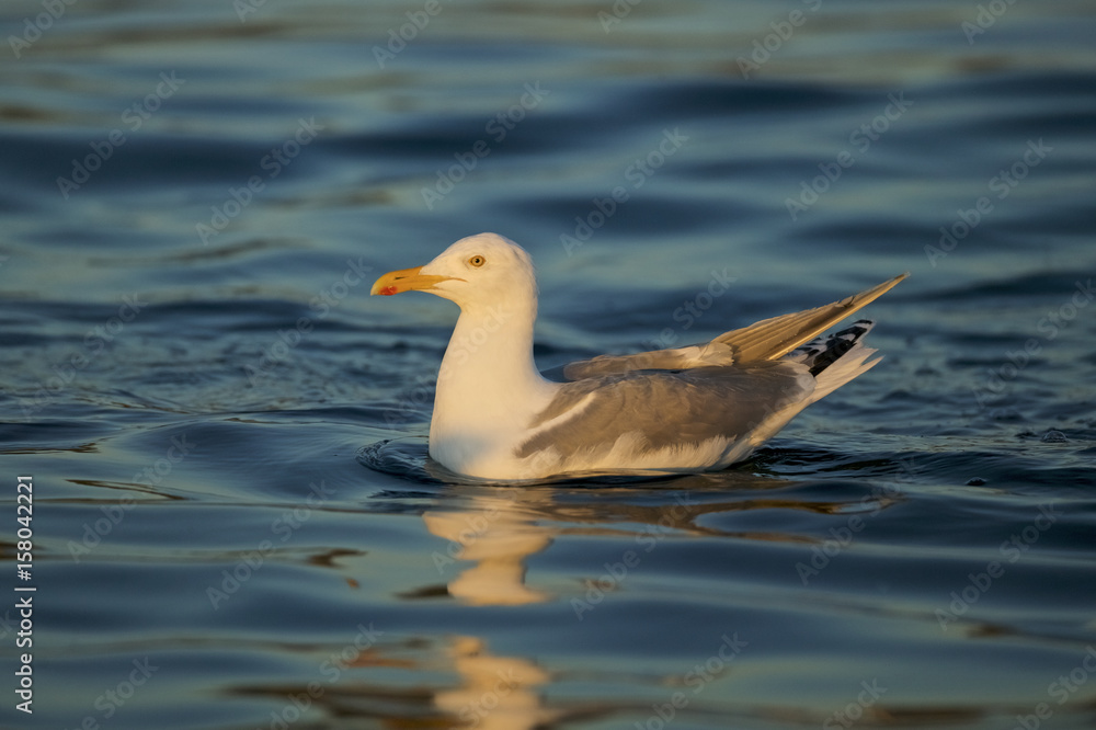 hering gull (Larus argentatus) floating on the surface hering gull (Larus argentatus) floating on the surface