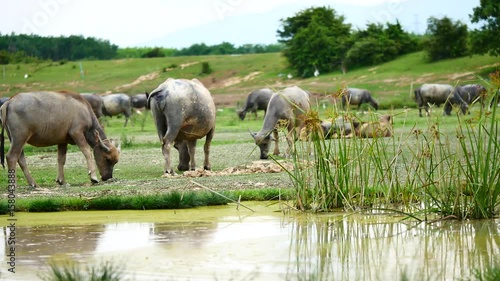 Lifestyleof the buffaloes, live outside the city. Everyday routine is swimming, sunbathing and eating grass. In the agricultural or livestock concepts. photo