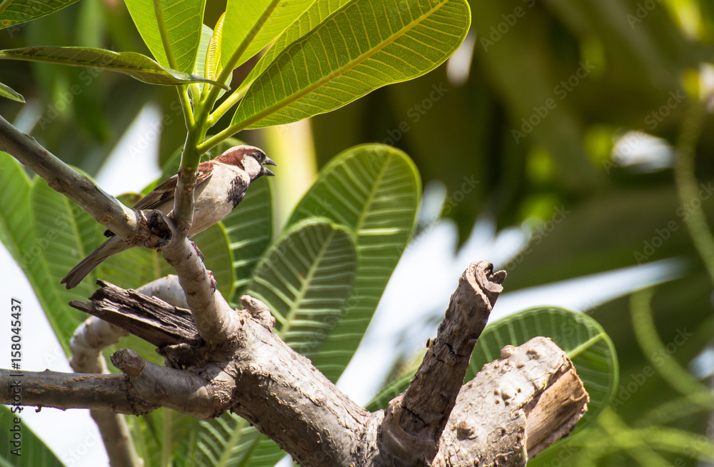 A small bird on the tree