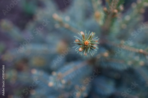 blue spruce in spring