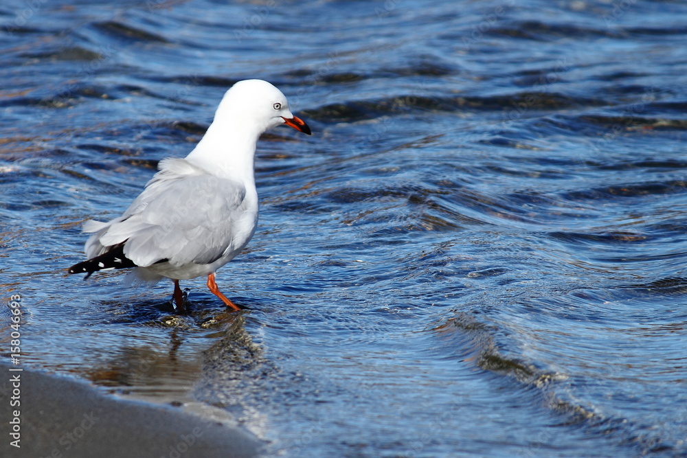 Seagull Walking on Beach Seagull Walking on Beach