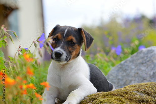puppy with flowers, cute shorthair puppy lying between orange and purple flowers