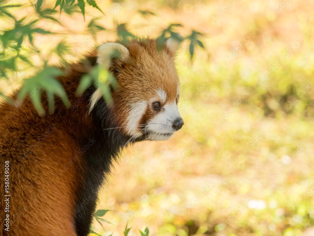 Naklejka premium Lesser panda