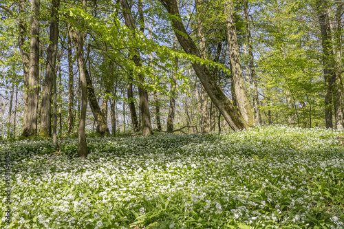 sunny forest scenery with ramsons