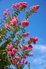 Papier peint photo Lilas Lilas indien des Balkans au printemps  © Travel Faery