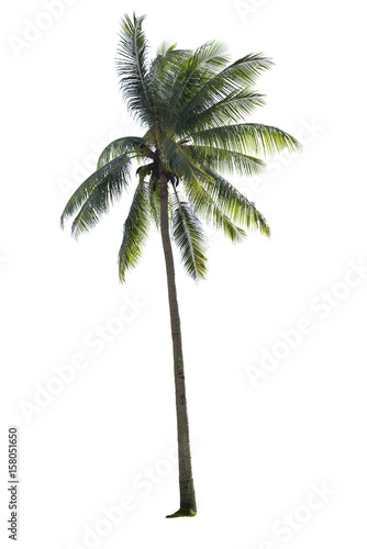 Coconut palm tree isolated on white background